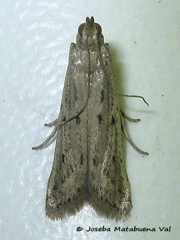 Pyralidae:  Phycitodes sp.